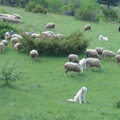 Berghond van de Maremmen en de Abruzzen