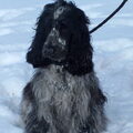 Engelse Cocker Spaniel