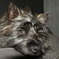 Cairn Terrier