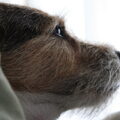 Jack Russell Terrier