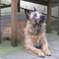 Laekense Herder