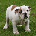 Engelse Bulldog