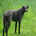 Deerhound