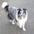 Sheltie