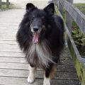 Sheltie