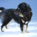 Tibetaanse Mastiff