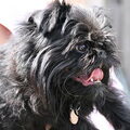 Griffon Bruxellois