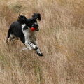 Engelse Springer Spaniel