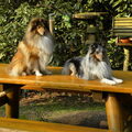 Sheltie
