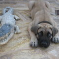 Boerboel