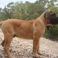 Boerboel