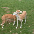 Galgo Español