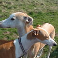 Galgo Español