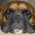 Boxer