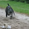 Whippet