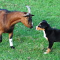 Appenzeller Sennenhond