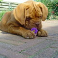 Bordeauxdog