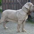 Mastino Napoletano