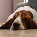 Basset Hound