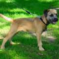 Border Terrier