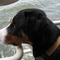 Appenzeller Sennenhond
