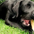 Labrador