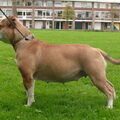 Old English Bulldog