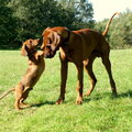 Rhodesian Ridgeback