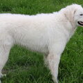 Kuvasz