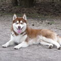 Siberische Husky