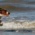 Welsh Springer Spaniel