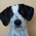 Engelse Pointer