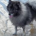Keeshond, Grijze