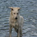 Zwitserse Witte Herder