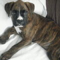 Boxer