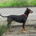 Duitse Pinscher