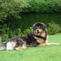 Tibetaanse Mastiff