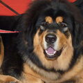 Tibetaanse Mastiff