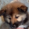 IJslandse Hond