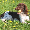 Engelse Springer Spaniel