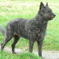 Hollandse Herdershond