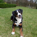 Appenzeller Sennenhond