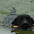 Labrador