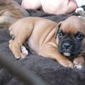 Boxer