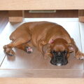 Boxer