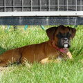 Boxer