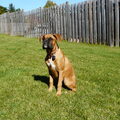 Boxer