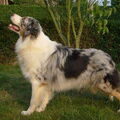 Australian Shepherd