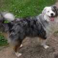 Australian Shepherd