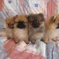 Keeshond, Klein